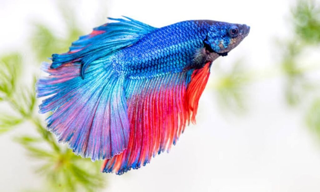 all-time-favorite-fish-names