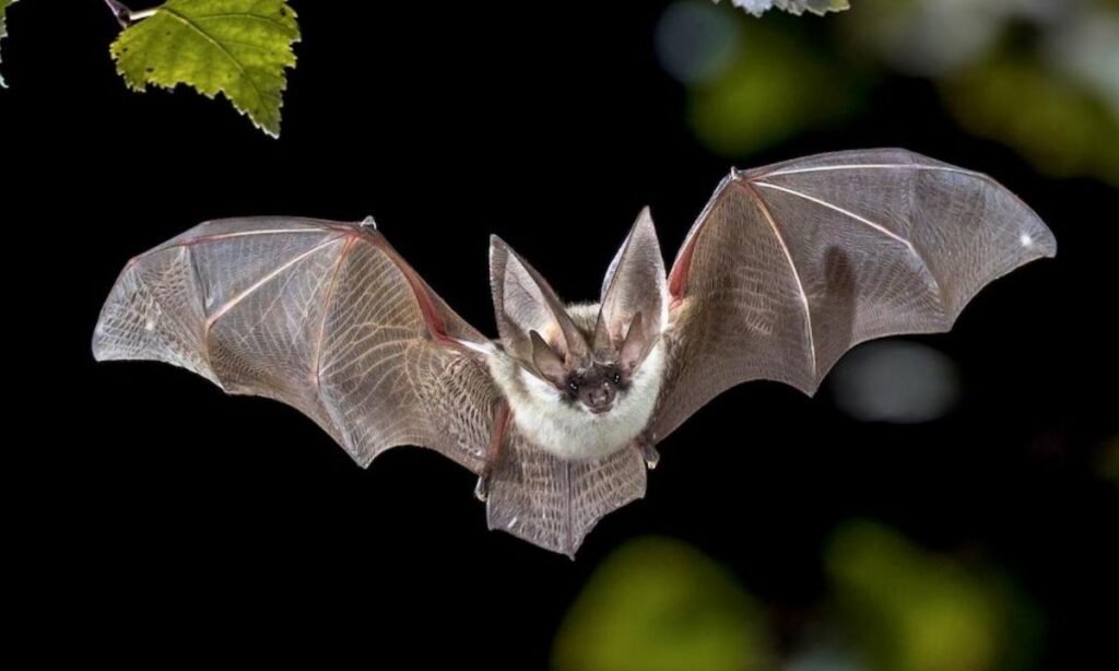 baby-bat-names