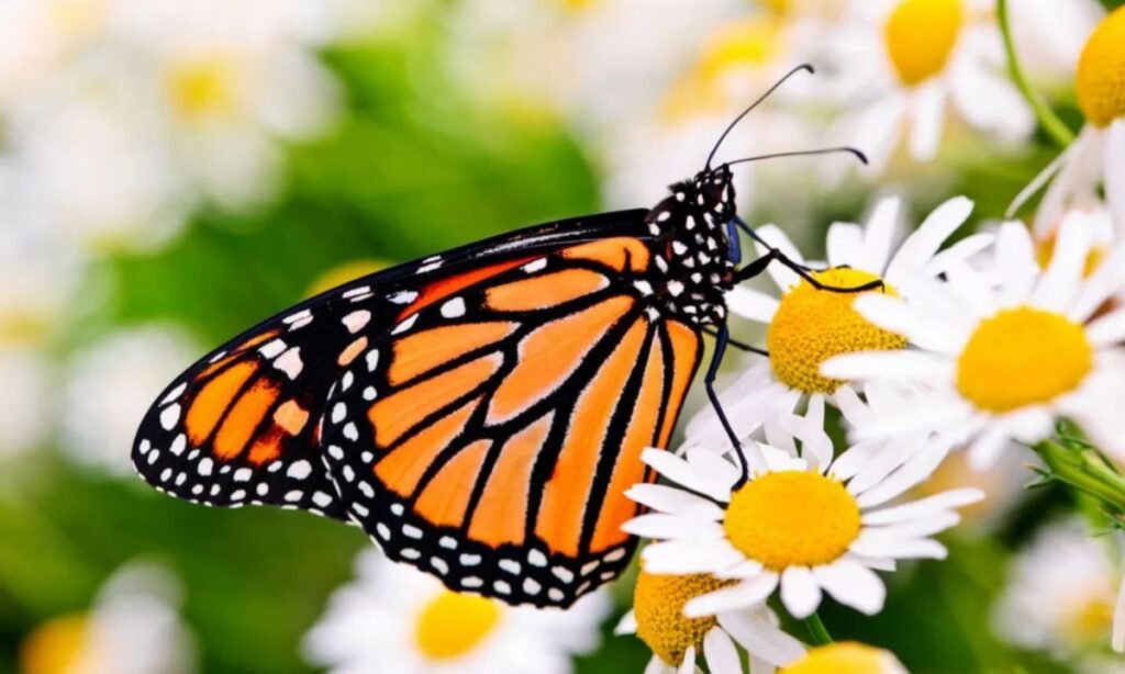 beautiful-butterfly-names-for-girl