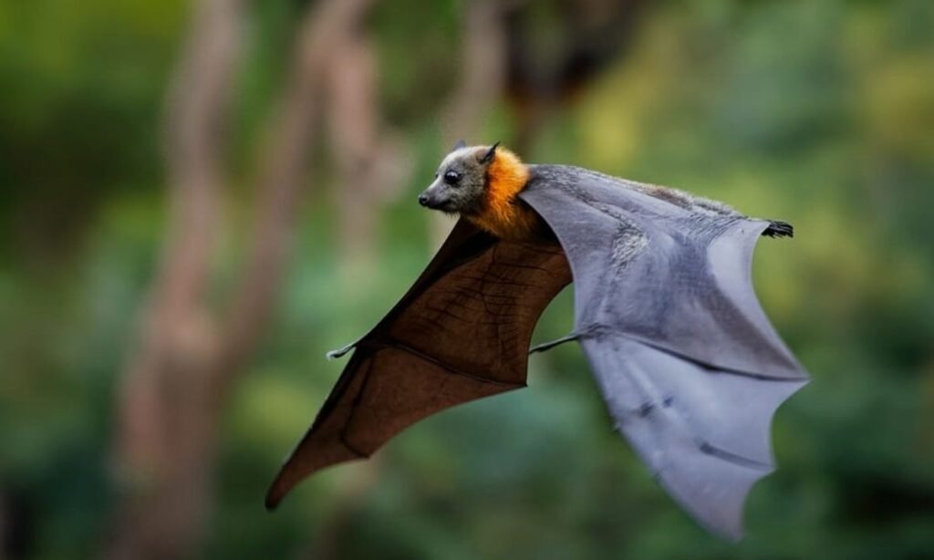 best-bat-names
