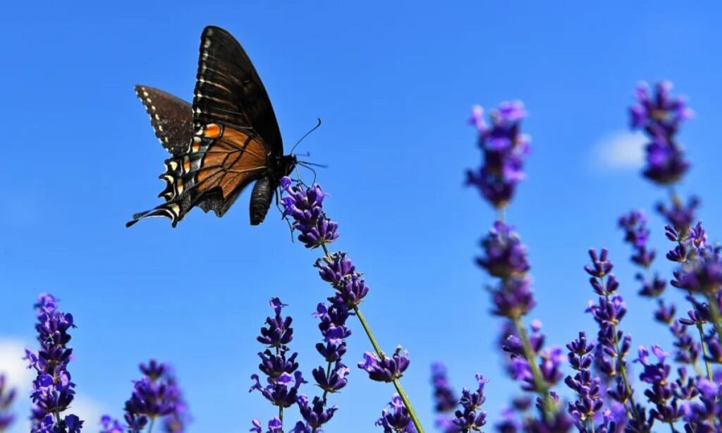 birth-month-butterfly-names