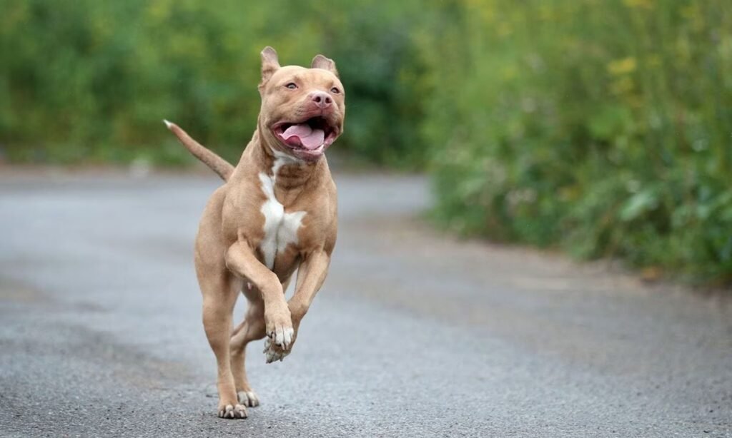 classic-male-pitbull-names