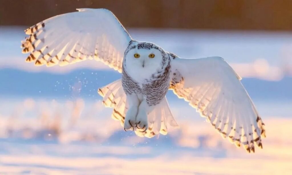 cool-gender-neutral-owl-names-ideas