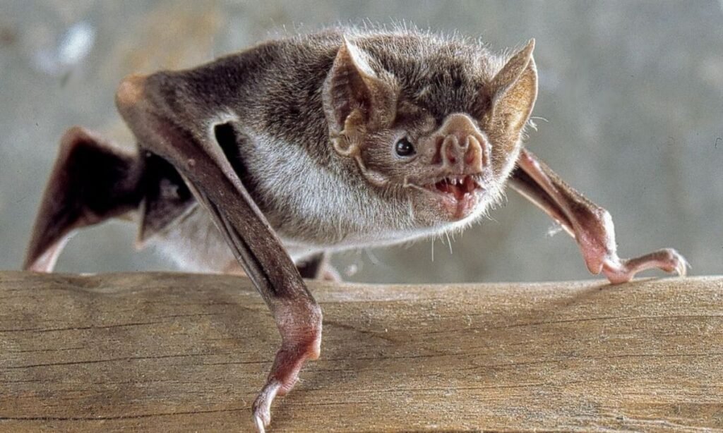 cute-bat-names