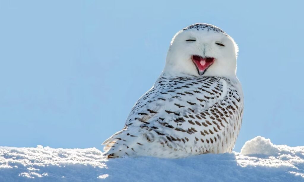cute-owl-names-ideas