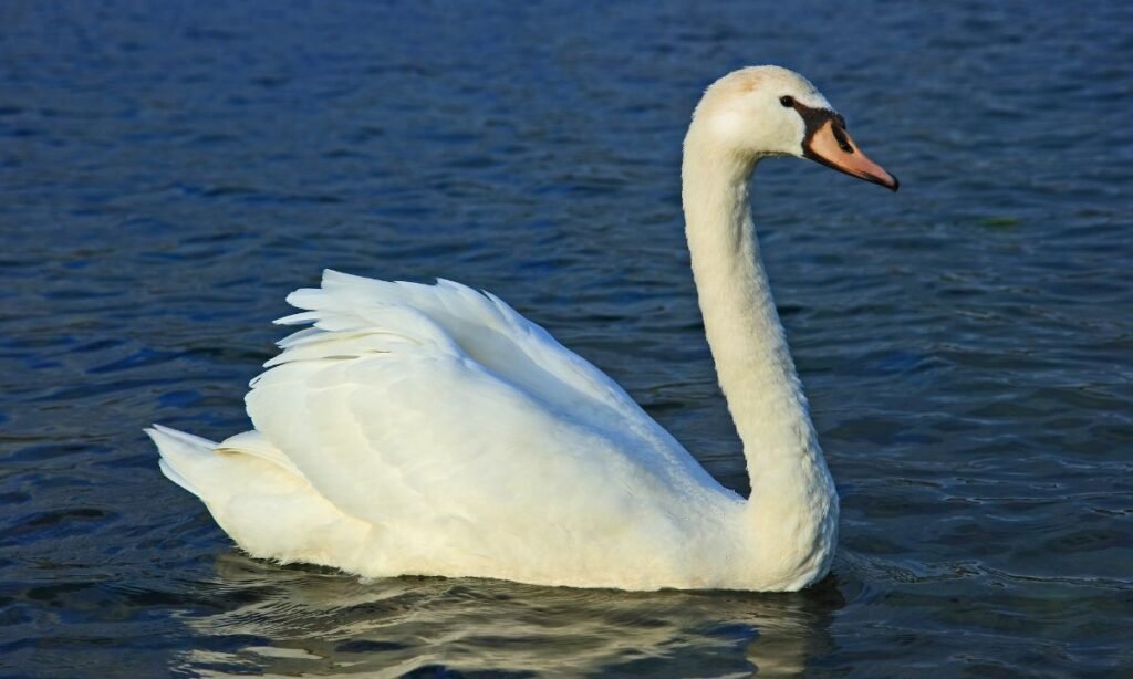 cute-swan-names