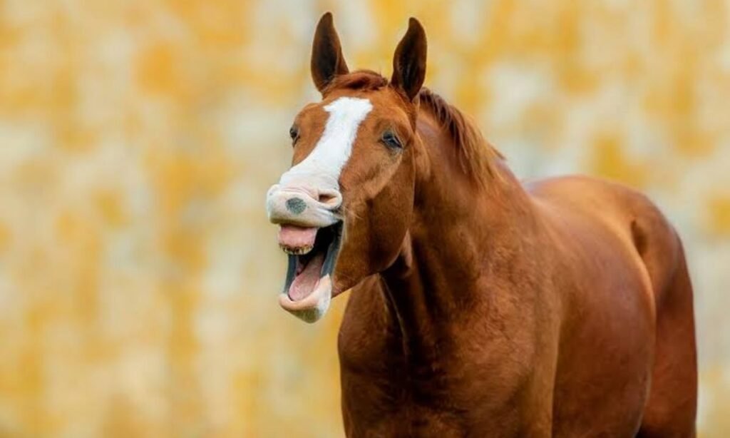 female-horse-names-starting-with-a