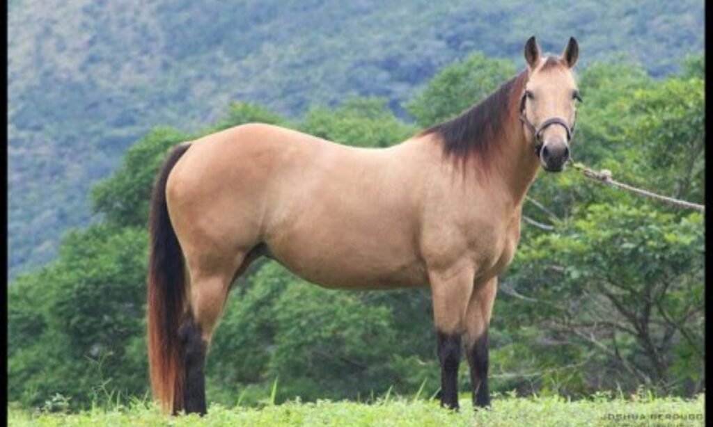 female-horse-names-starting-with-b