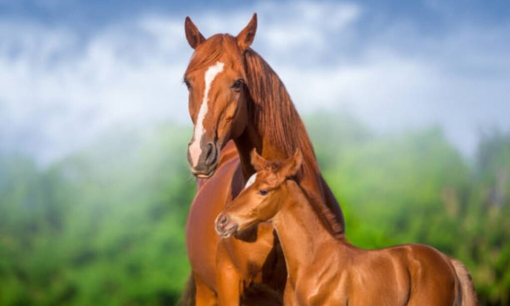 female-horse-names-starting-with-u-v-w-x-y-and-z