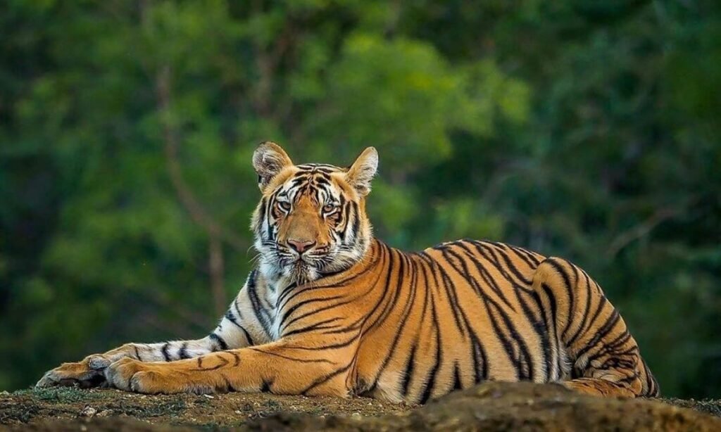 funny-or-cute-nicknames-for-tigers-with-meanings