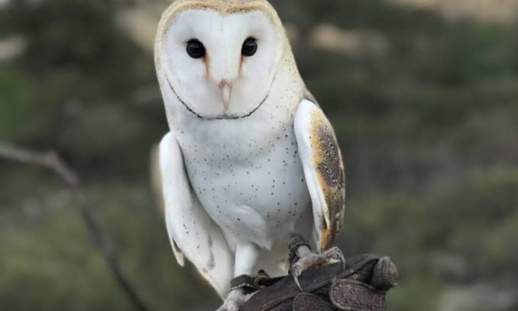 funny-owl-names-ideas