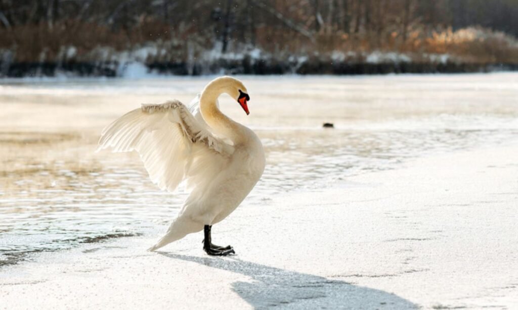 funny-swan-names