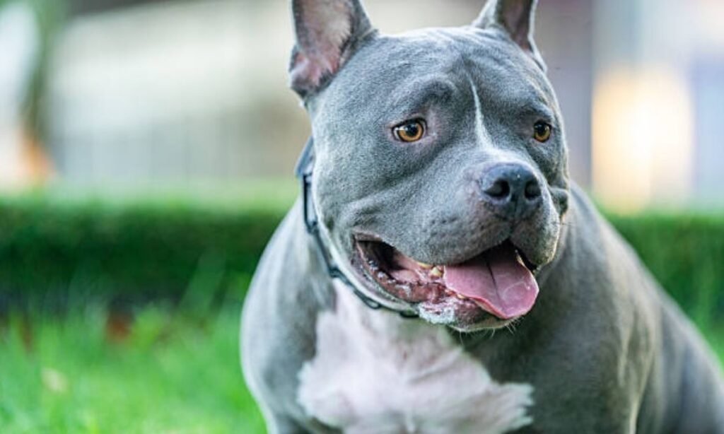 nature-inspired-male-pitbull-names