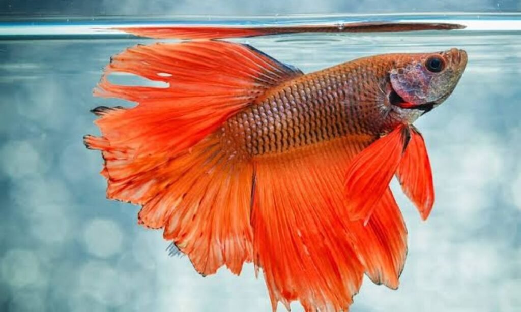sea-fish-names