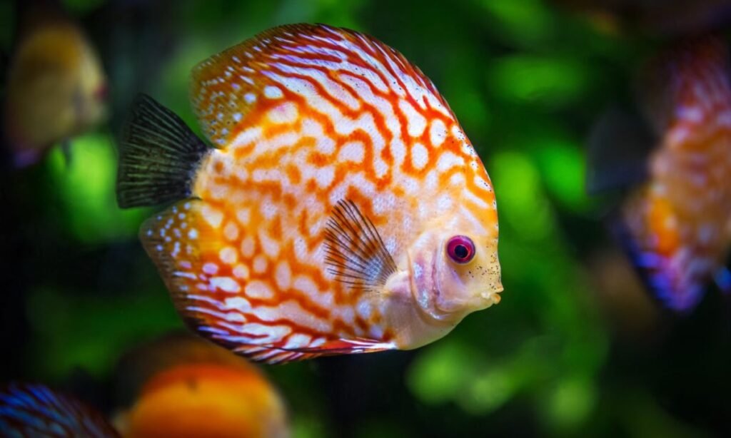 silly-and-witty-fish-name-list
