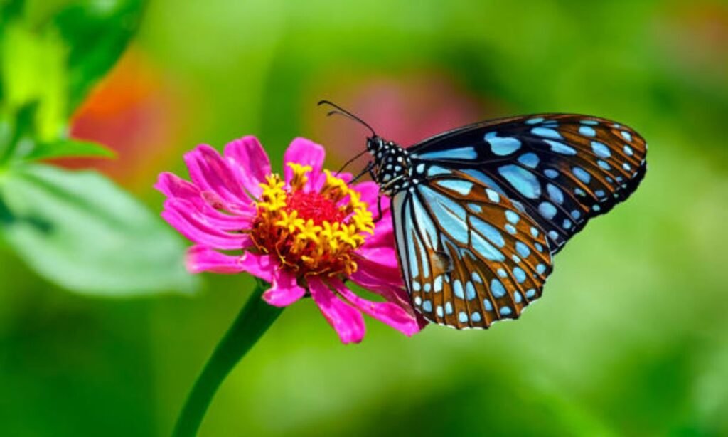 unique-butterfly-names