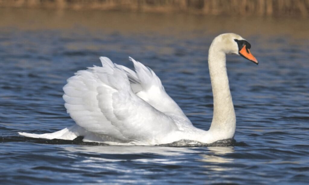 unisex-swan-names