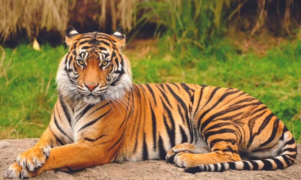 unisex-tiger-names-with-meanings