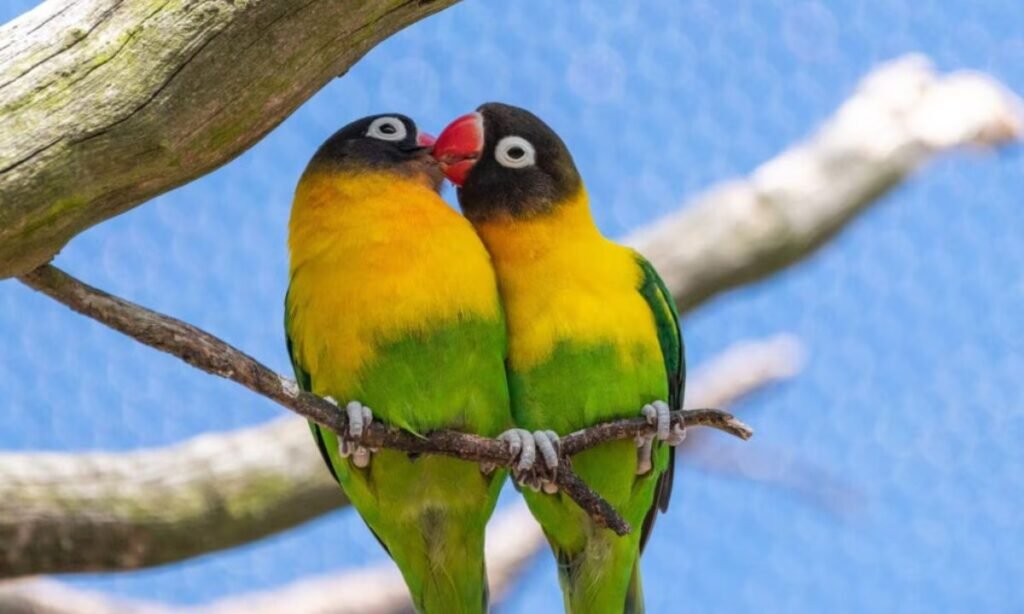a-to-z-lovebird-names