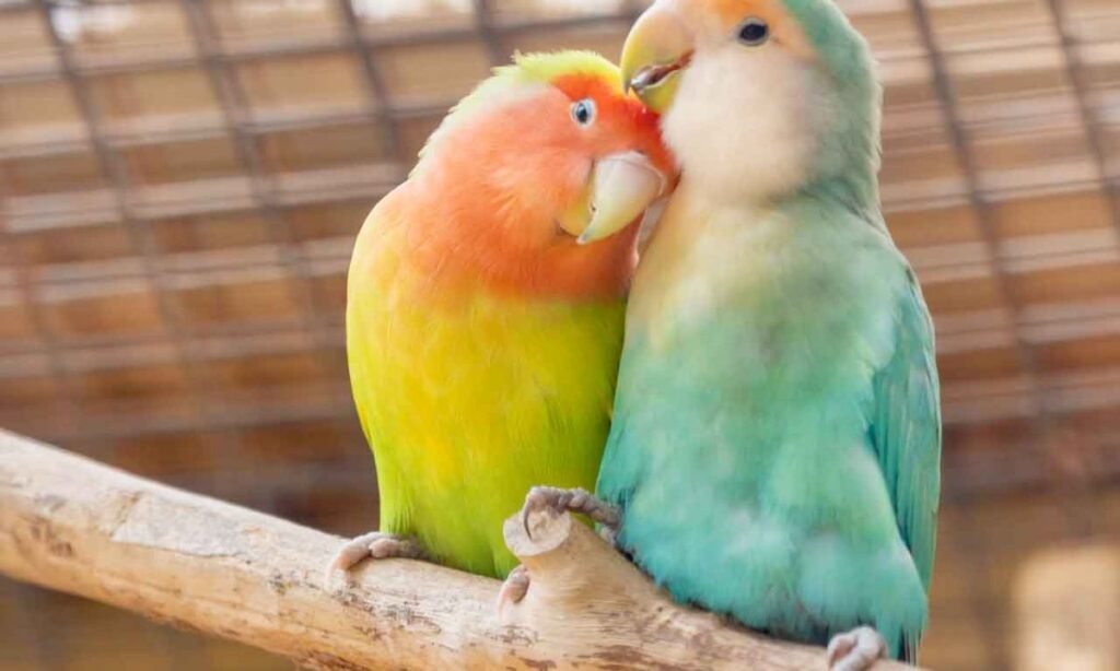 baby-lovebird-names