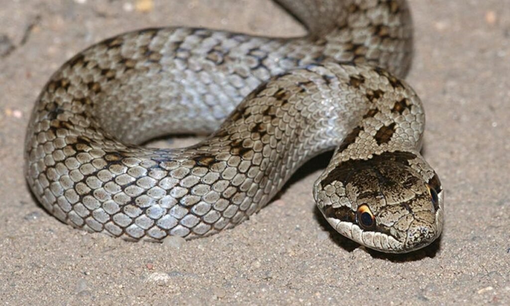ball-python-names