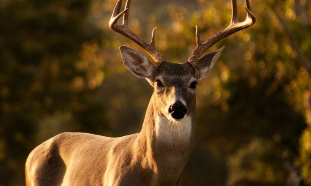 best-deer-names