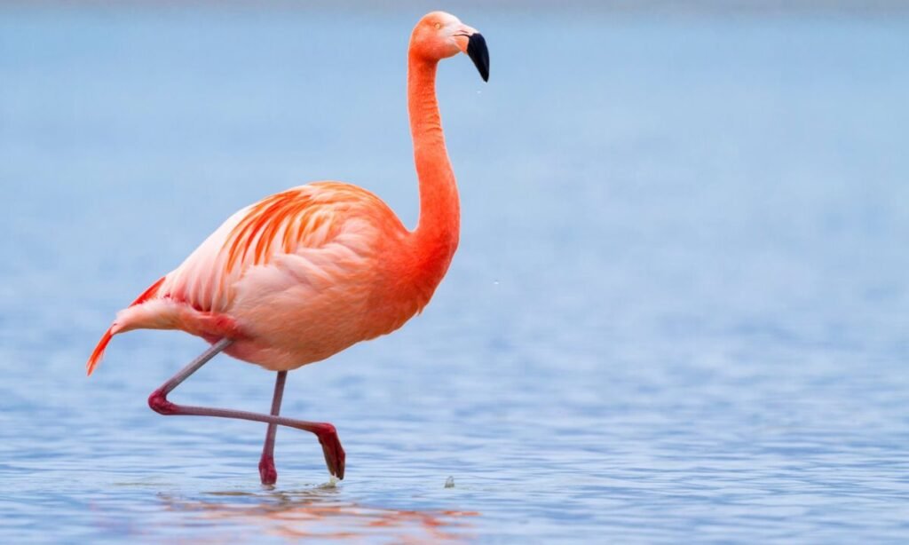 best-flamingo-names-with-meaning
