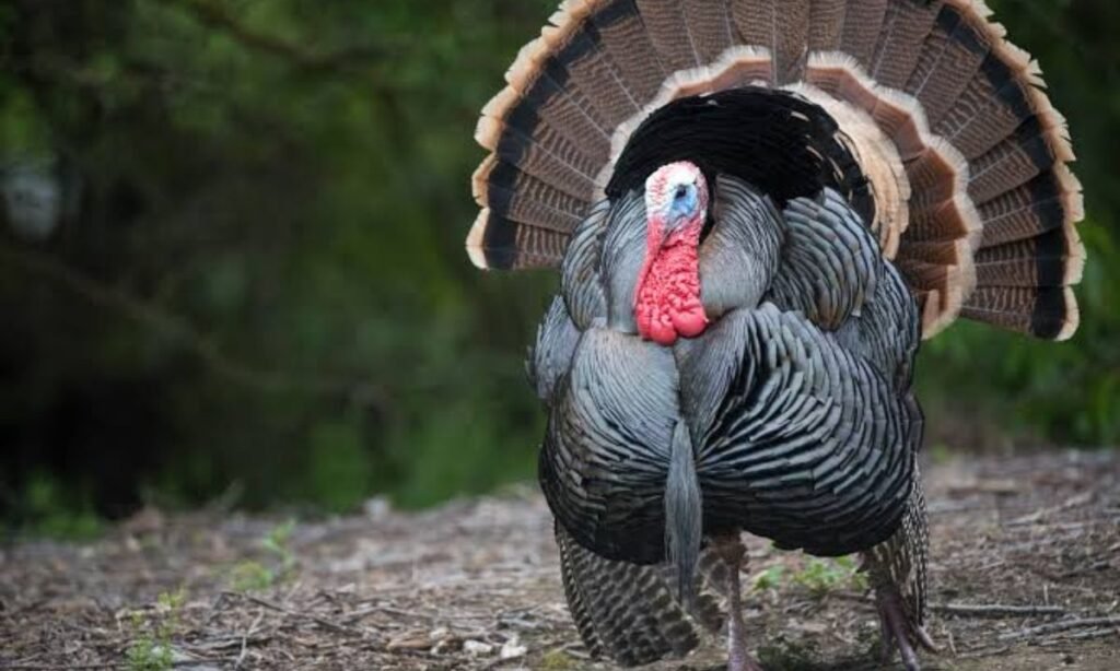 best-turkey-names