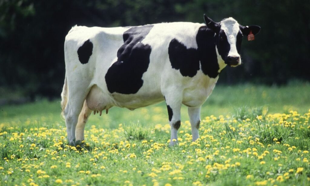classic-cow-names