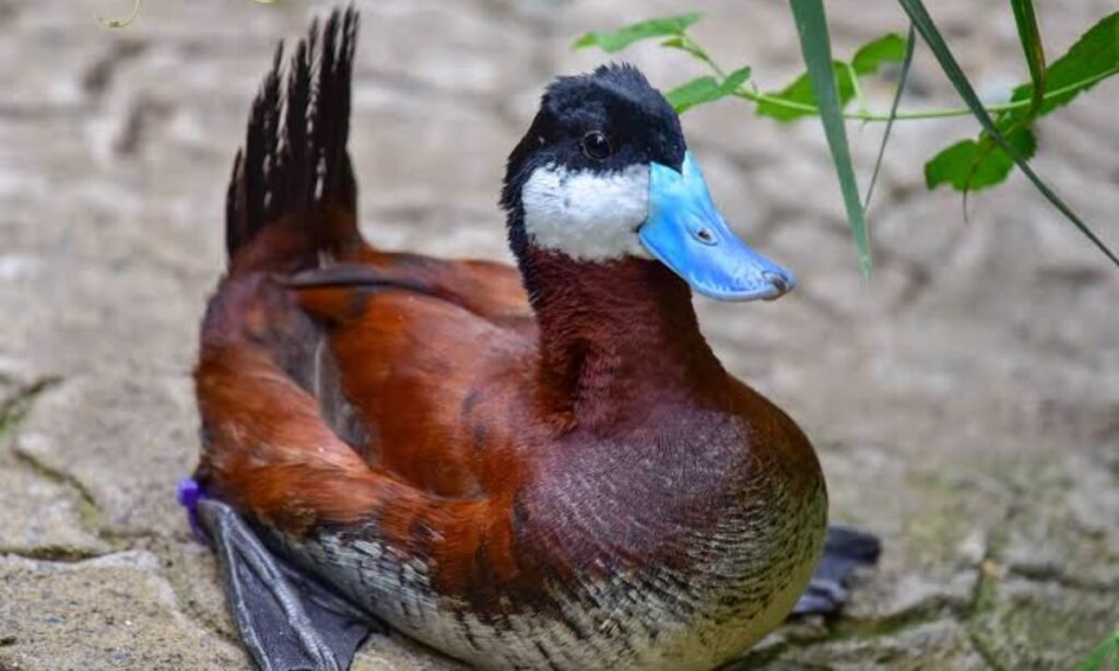clever-and-intellectual-duck-names