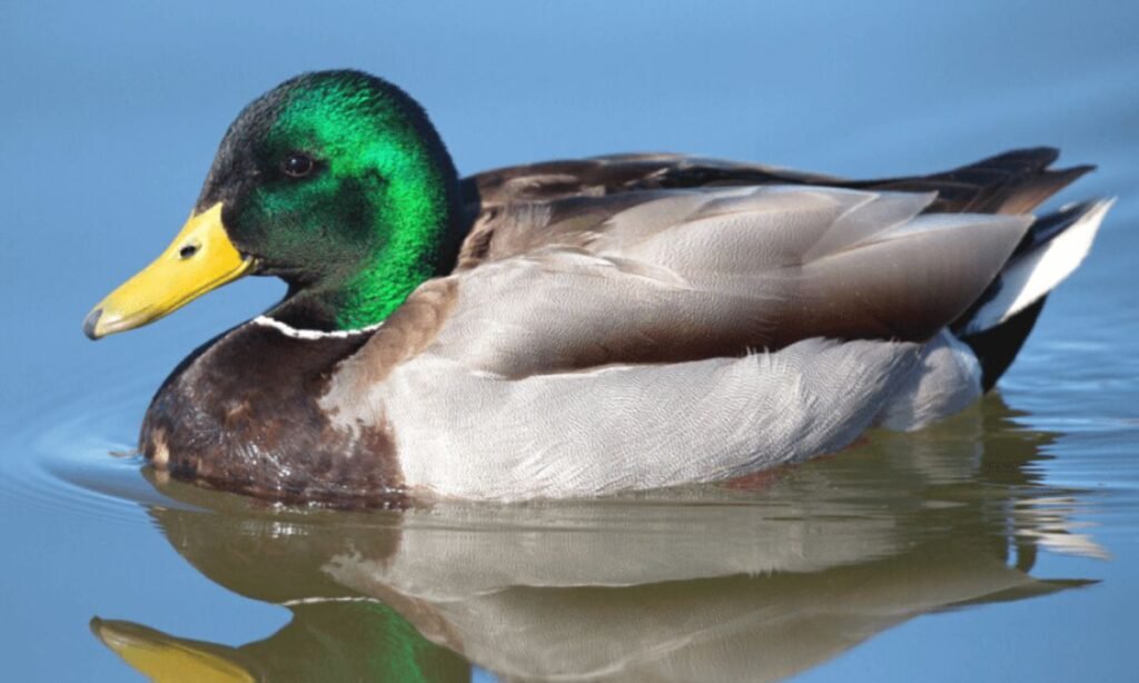 cute-and-adorable-duck-names