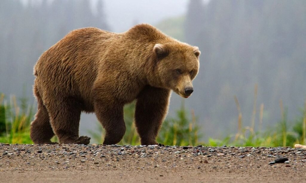 cute-bear-names