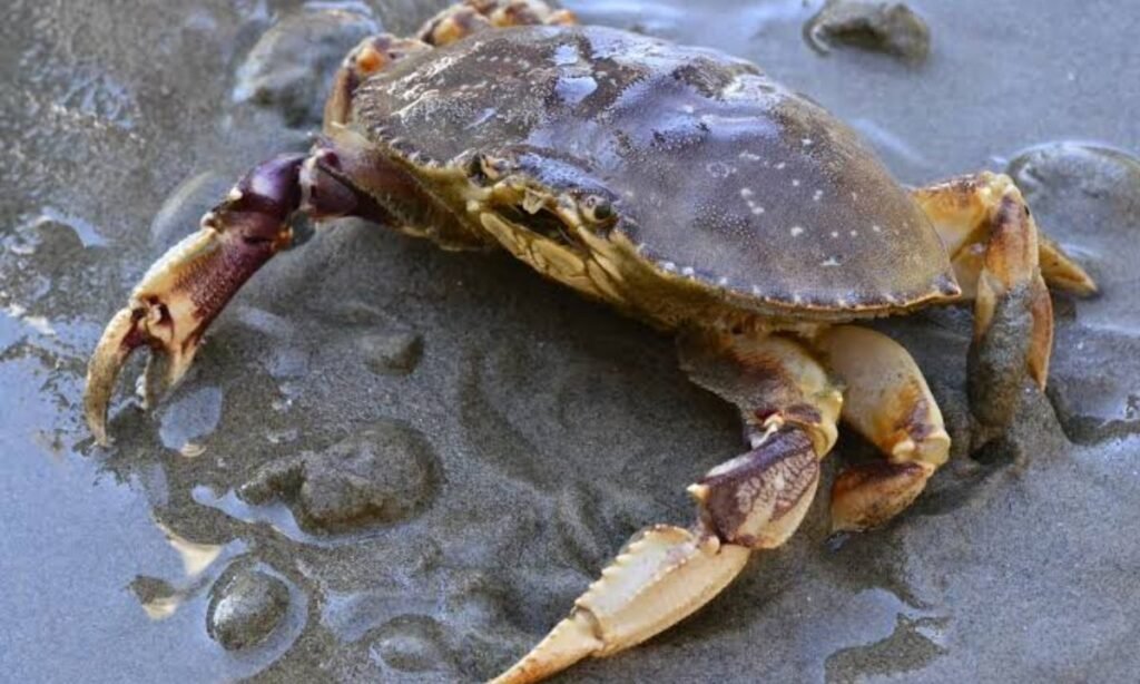 cute-crab-names