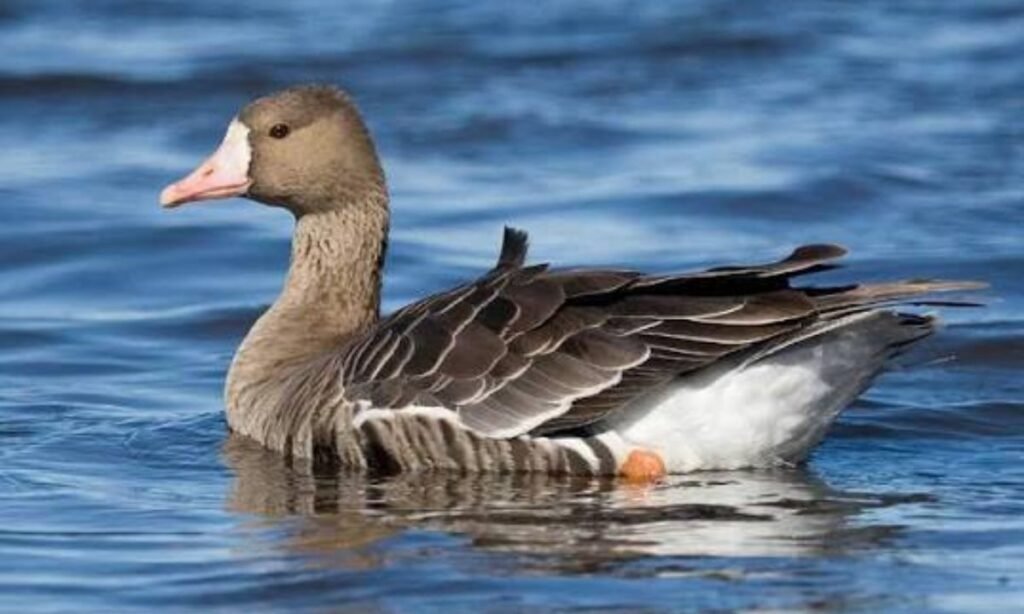cute-goose-names