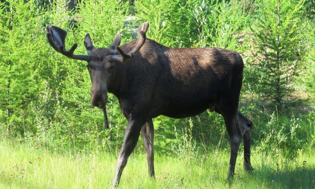 cute-moose-names-list