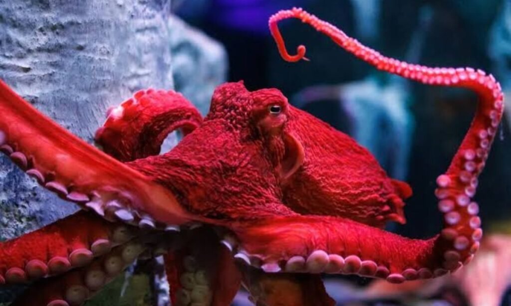 cute-octopus-names