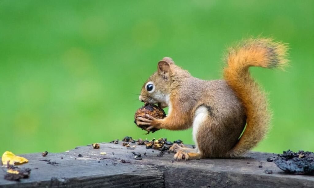cute-squirrel-names