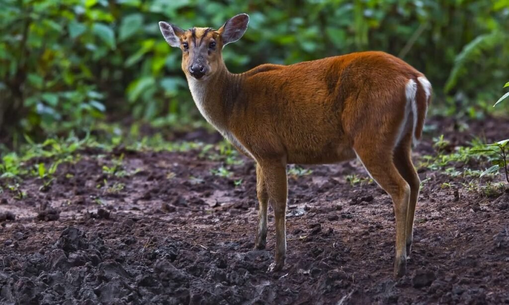deer-names-by-personality
