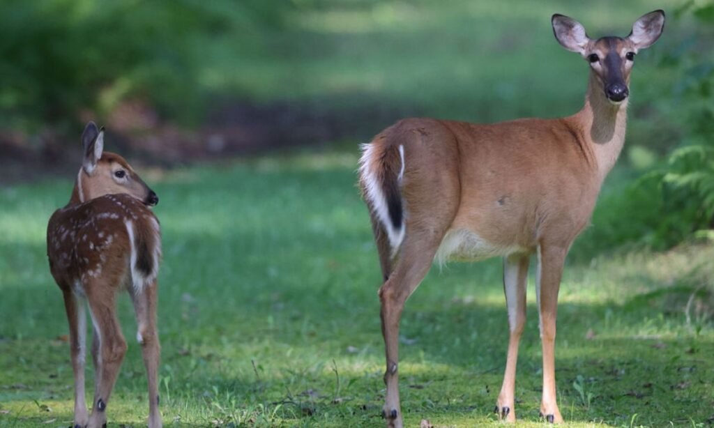 deer-names-for-pairs-or-groups