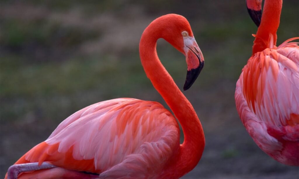 exciting-facts-about-flamingos