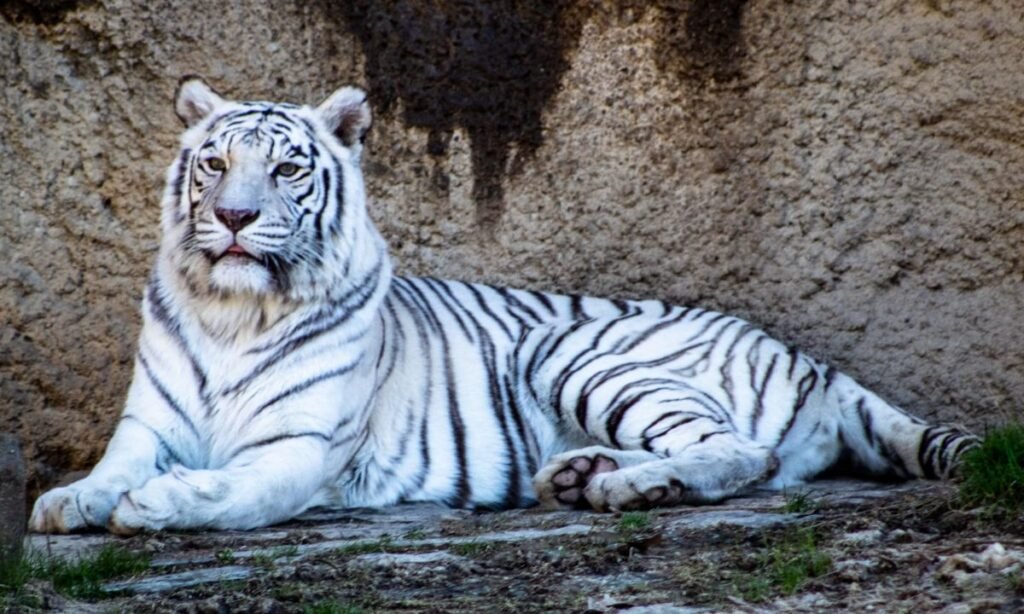 exotic-tiger-names-from-around-the-world