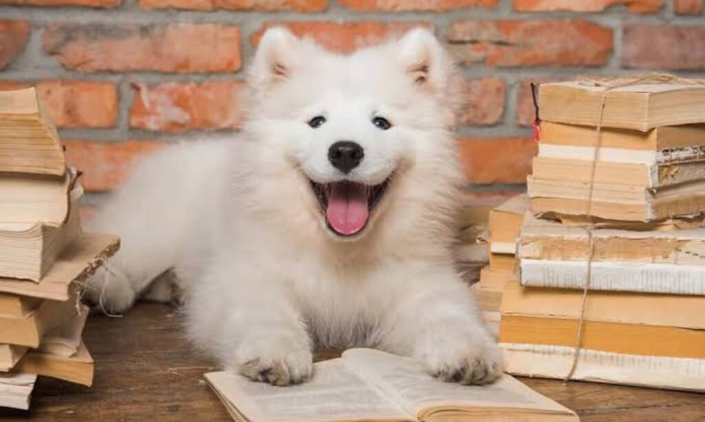 female-korean-dog-names