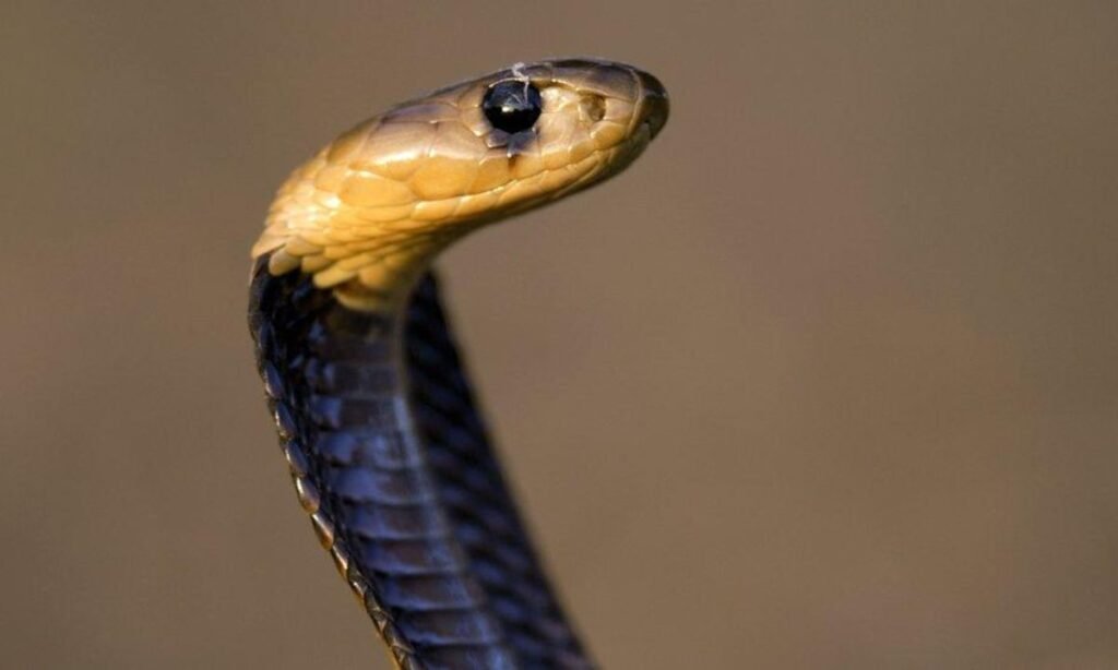 female-snake-names
