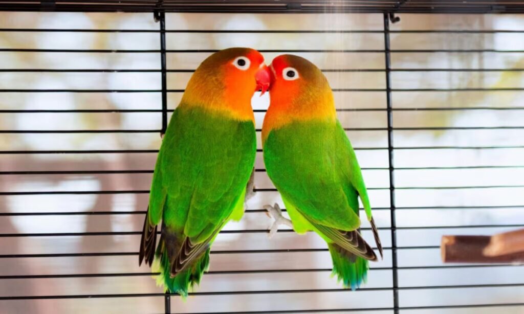 fun-facts-about-lovebird-names