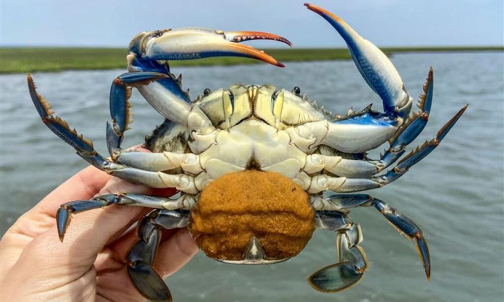 funny-crab-names