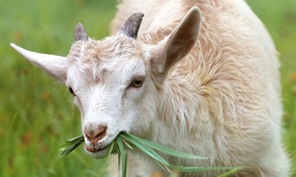 funny-goat-names
