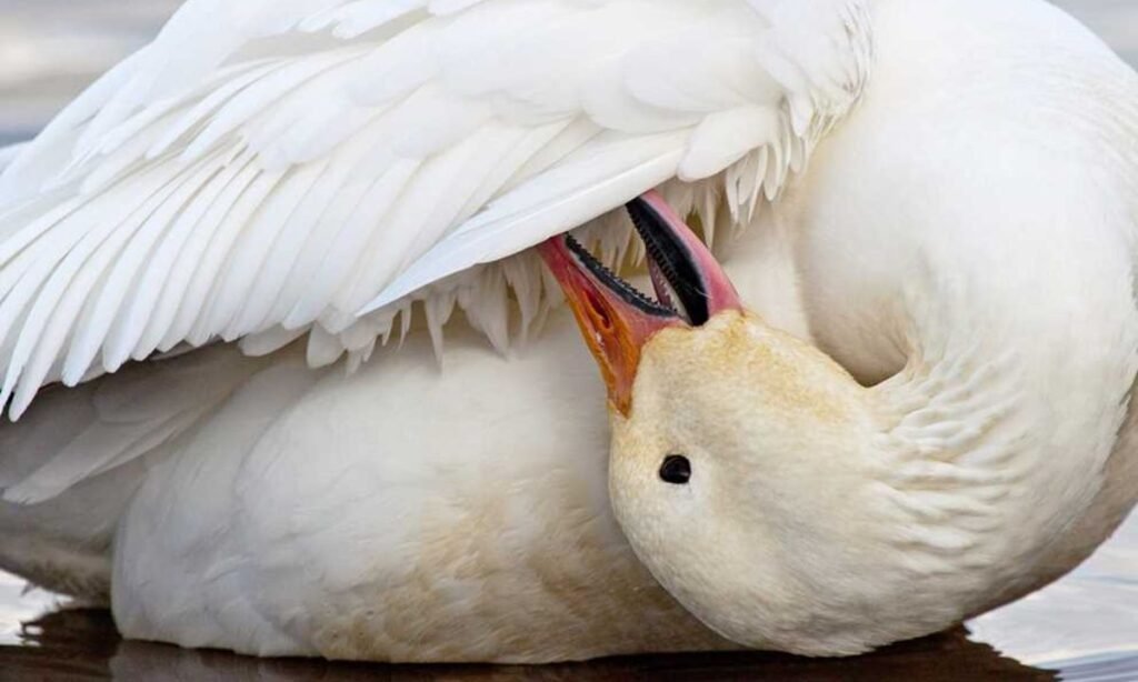 funny-goose-names