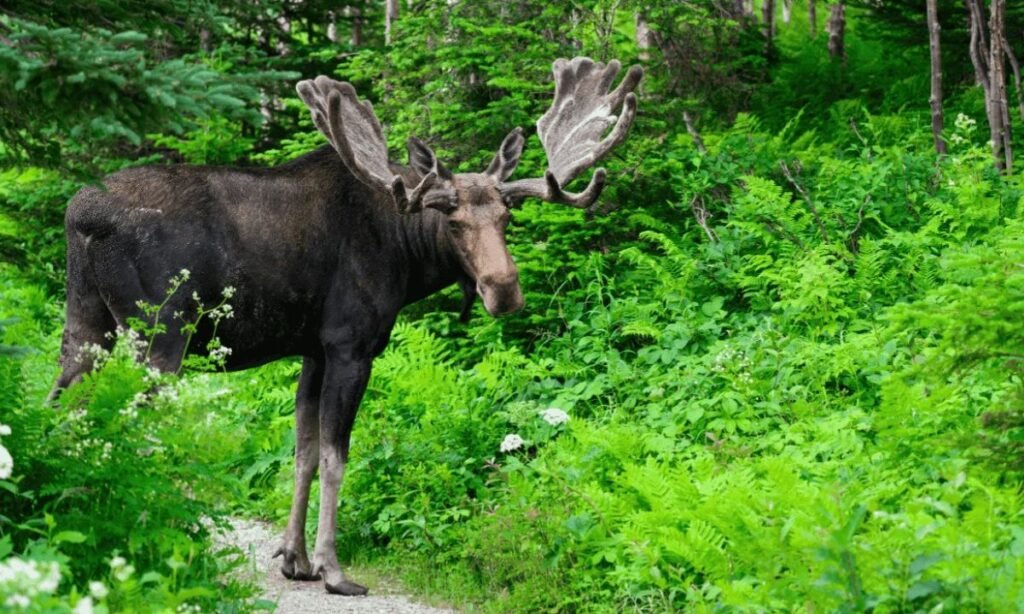 funny-moose-names-list