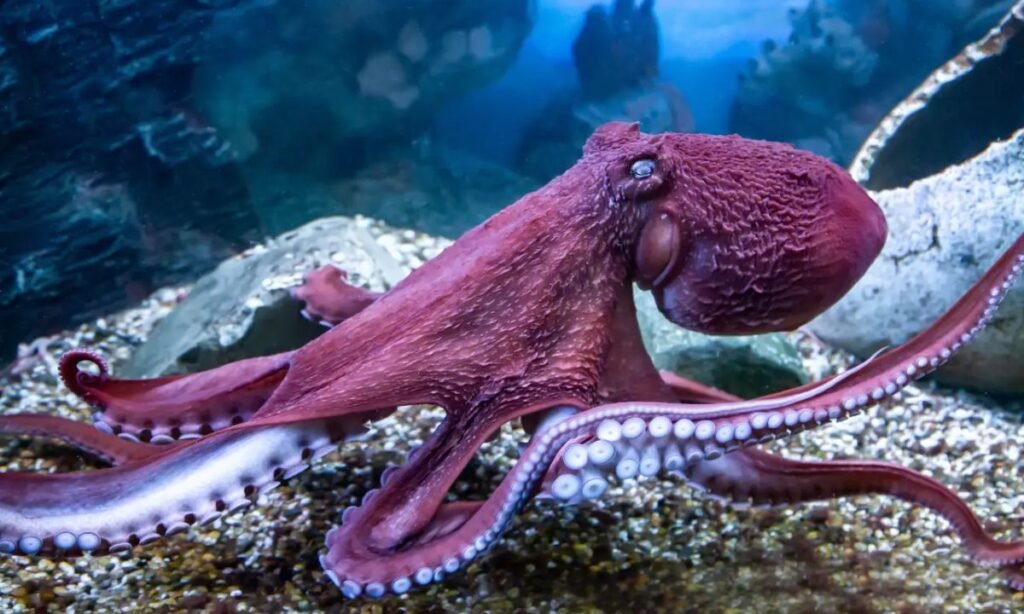 funny-octopus-names