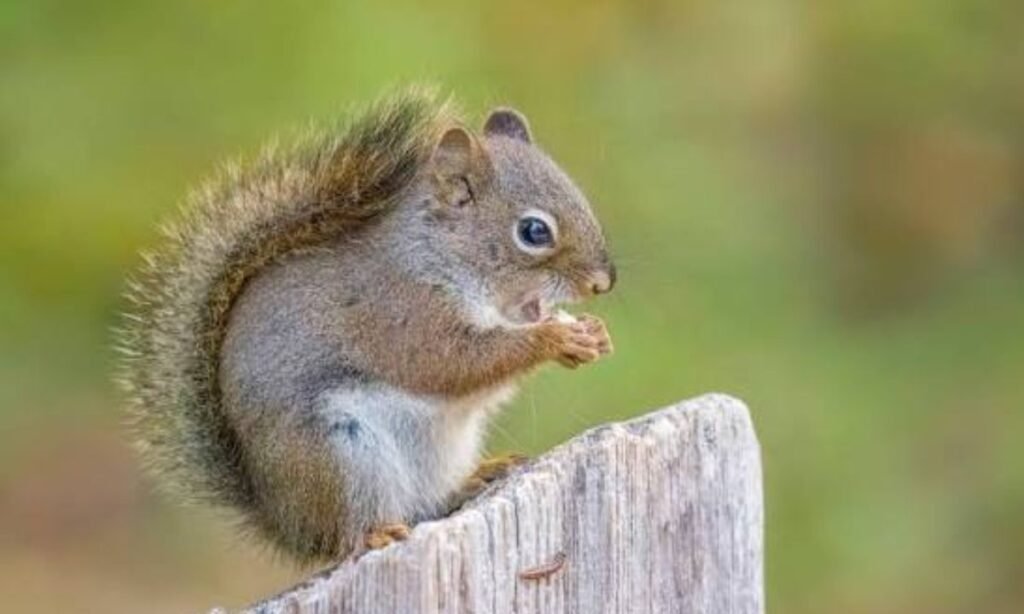 funny-squirrel-names